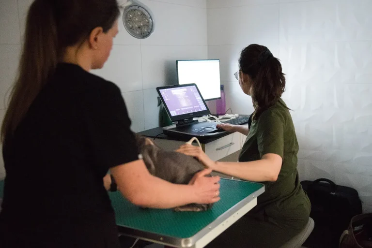 Badanie ultrasonograficzne pacjenta w gabinecie Kliniki VETKA