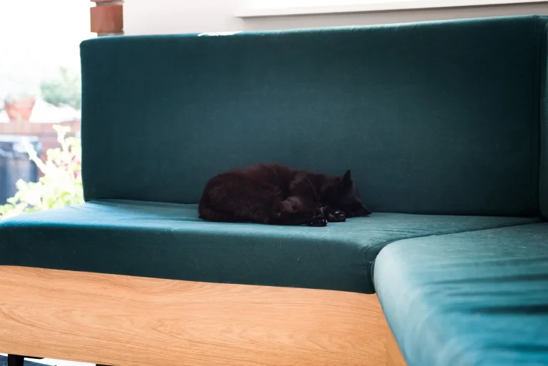 Czarny kot śpiący na kanapie w poczekalni kliniki